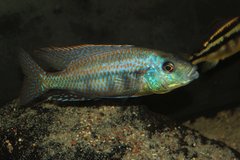 Chilotilapia euchilus