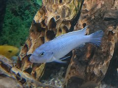 Pseudotropheus Socolofi samiec 7cm