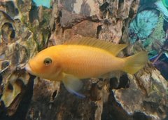 Metriaclima estherae red red samiec 7 cm