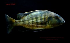 Buccochromis atritaeniatus - samica