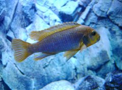 Iodotropheus sprengerae