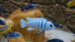 Więcej informacji o „Cynotilapia sp.hara Gallireya Reef”