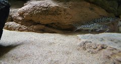 Synodontis njassae WF