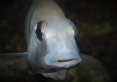 Placidochromis electra