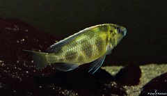 Nimbochromis Venustus f1 samiec 11-12 cm