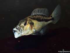 Więcej informacji o „Aristochromis Christyi f1 11cm samiec”