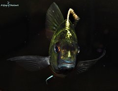 Nimbochromis Venustus f1