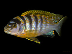 JM 01 - Labidochromis sp. Hongi