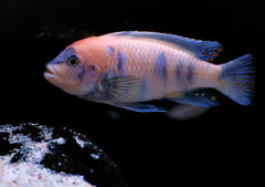 JM 12 - Metriaclima Estherae MC.jpg