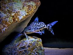 JM 21 - synodontis njassae3.jpg