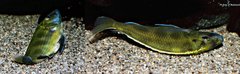Więcej informacji o „Nimbochromis Venustus f1 samiec ok. 13 cm”