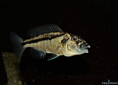 Więcej informacji o „Aristochromis Christyi f1 młody samiec 12 cm”