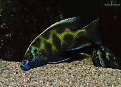 Nimbochromis Venustus f1 młody samiec ok. 13 cm