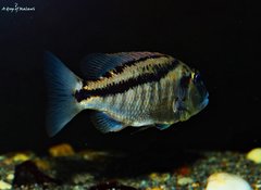 Więcej informacji o „Aristochromis Christyi”