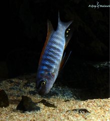 Labeotropheus Trewavasae thumbi west f1