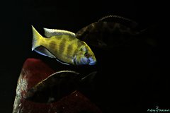 Więcej informacji o „Nimbochromis  Venustus f1”