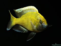 Więcej informacji o „Nimbochromis Venustus bez kamuflażu”