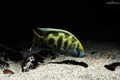 Nimbochromis Venustus f1