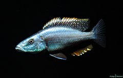 Więcej informacji o „Dimidiochromis Compressiceps f1 samiec 12 cm”