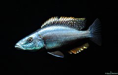 Dimidiochromis Compressiceps f1 samiec 12 cm