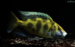 Nimbochromis Venustus  f1 samiec 13 cm