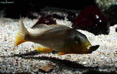 Buccochromis Rhoadesii Yellow