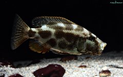 Nimbochromis Livingstonii