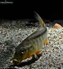 Buccochromis Rhoadesii Yellow f1