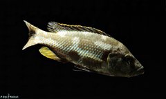 Nimbochromis Livingstonii WF samiec