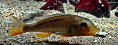 Buccochromis Rhoadesii Yellow f1