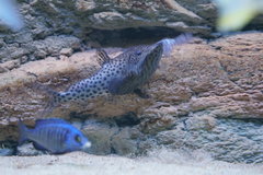 Synodontis njassae WF