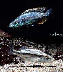 Dimidiochromis Compressiceps f1