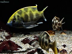 Nimbochromis Venustus f1