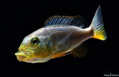 Więcej informacji o „Buccochromis Rhoadesii Yellow f1”
