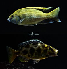 Więcej informacji o „Nimbochromis Venustus f1”