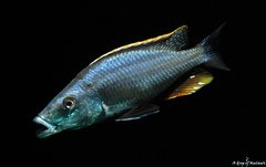 Więcej informacji o „Dimidiochromis Compressiceps f1”