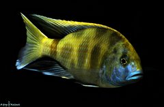 Nimbochromis Venustus f1