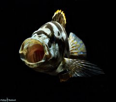 Więcej informacji o „Nimbochromis Livingstonii WF”