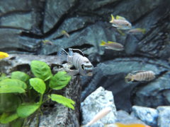 chindongo saulosi samiec ok 6cm