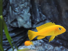 chindongo saulosi samica ok 6cm