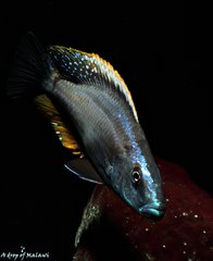 Więcej informacji o „Dimidiochromis Compressiceps f1”