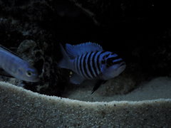 Metriaclima Fainzilberi maison reef F2 samiec ok. 7cm
