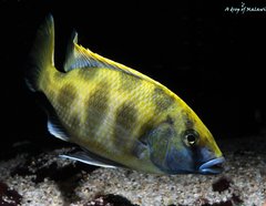 Nimbochromis Venustus f1