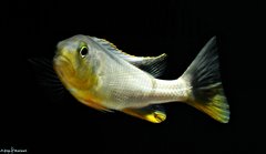 Buccochromis rhoadesii yellow f1