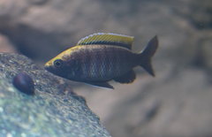 Copadichromis sp. "virginalis gold" F1