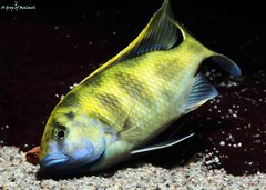 Więcej informacji o „Nimbochromis Venustus f1”