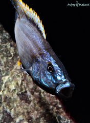 Dimidiochromis Compressiceps f1