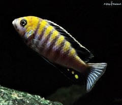 Cynotilapia Zebroides Cobue f1