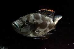 Więcej informacji o „Nimbochromis Livingstonii WF”