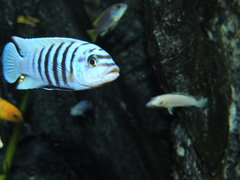 Metriaclima Fainzilberi maison reef F2 samiec okolo 7cm